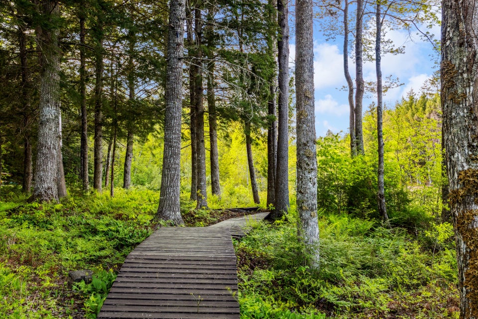 Bog Walk