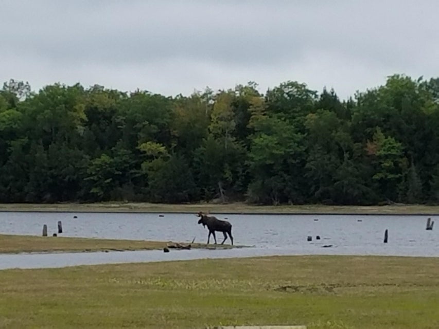 Moose